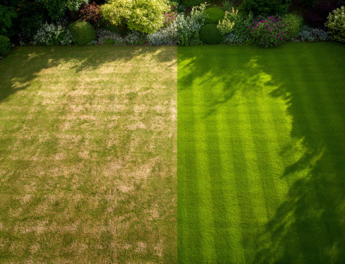 5 Common Lawn Care Mistakes (and How to Avoid Them)