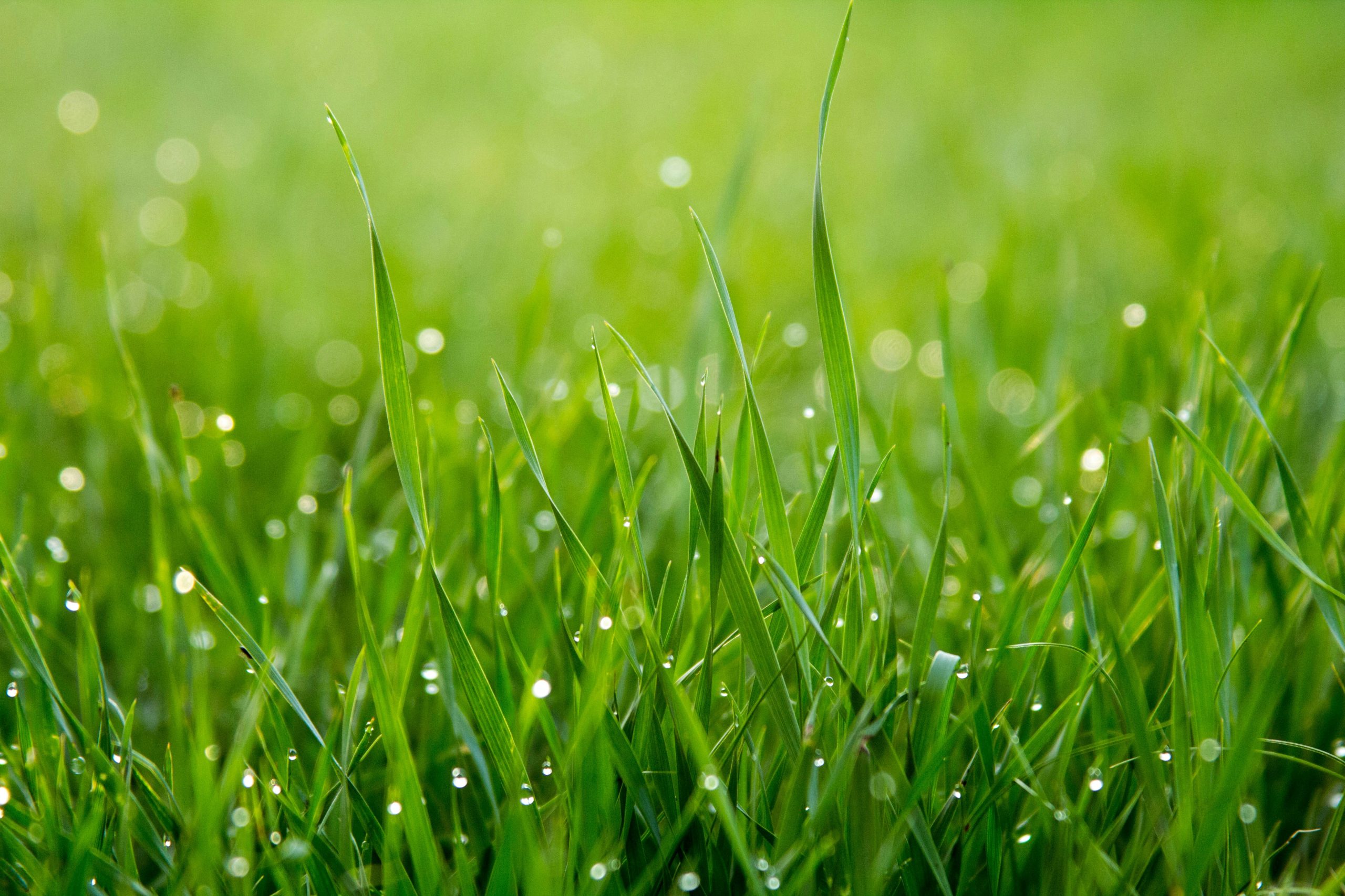grass2