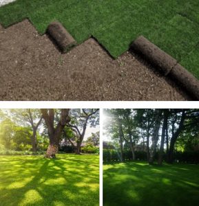 Shady-Lawns